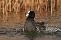 Coot